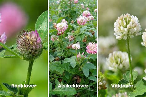 Giftiga växter och träd för hästar: Vad man ska se upp med